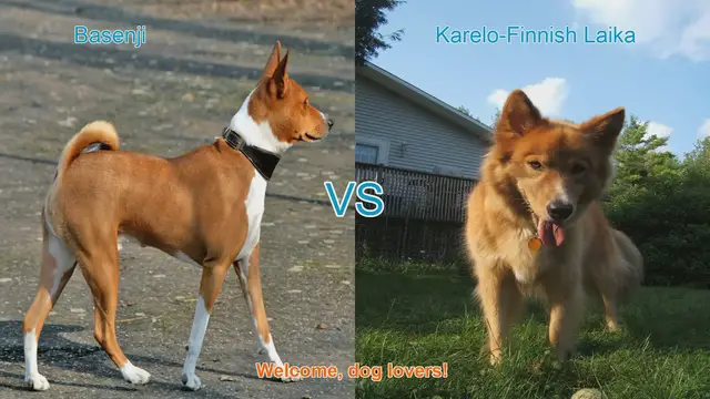 Video thumbnail for Basenji vs. Karelo-Finnish Laika: A Comparative Guide for Dog Lovers
