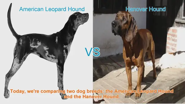 Video thumbnail for American Leopard Hound vs. Hanover Hound: A Comprehensive Comparison