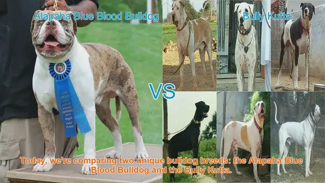 Video thumbnail for Bulldog Battle: Alapaha Blue Blood vs. Bully Kutta