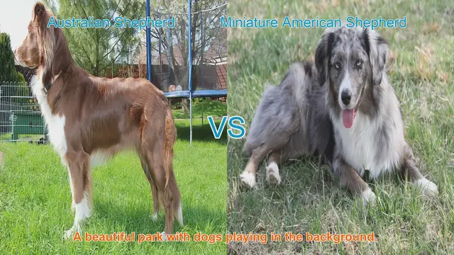Video thumbnail for Australian Shepherd vs. Miniature American Shepherd: A Comprehensive Comparison