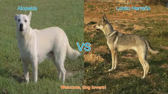 Video thumbnail for Alopekis vs. Lobito Herreno: A Comparative Guide for Dog Lovers