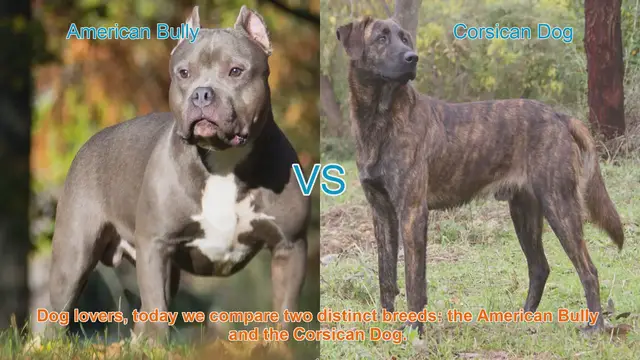 Video thumbnail for American Bully vs. Corsican Dog: A Breed Comparison