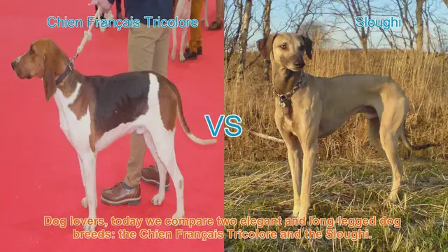 Video thumbnail for Chien Français Tricolore vs. Sloughi: A Comparison of Elegant Dog Breeds