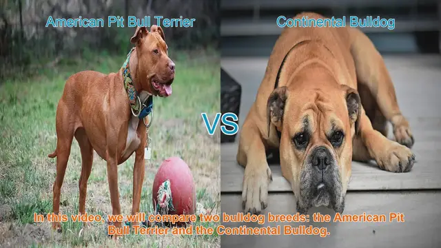 Video thumbnail for American Pit Bull Terrier vs. Continental Bulldog: Breed Comparison