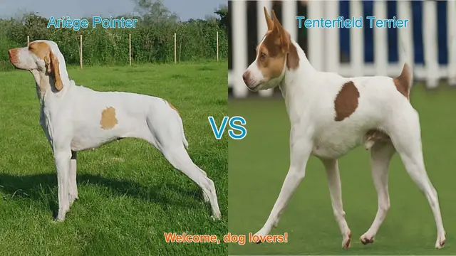 Video thumbnail for Ariège Pointer vs. Tenterfield Terrier: Breed Comparison Guide