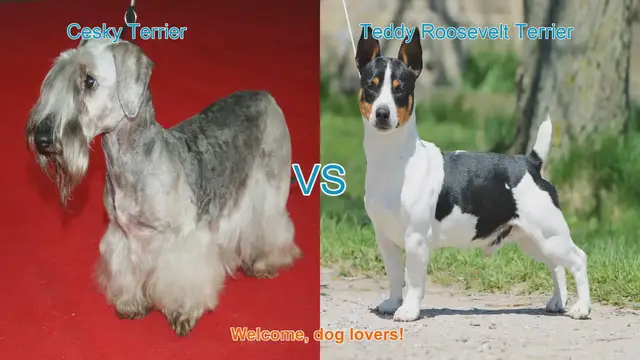 Video thumbnail for Cesky Terrier vs. Teddy Roosevelt Terrier: A Comprehensive Comparison