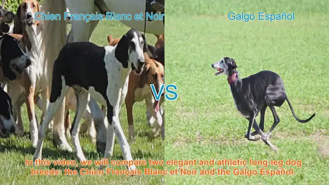 Video thumbnail for Comparing Chien Français Blanc et Noir vs. Galgo Español: A Guide for Dog Enthusiasts