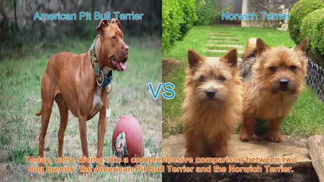 Video thumbnail for Dog Breed Comparison: American Pit Bull Terrier vs. Norwich Terrier