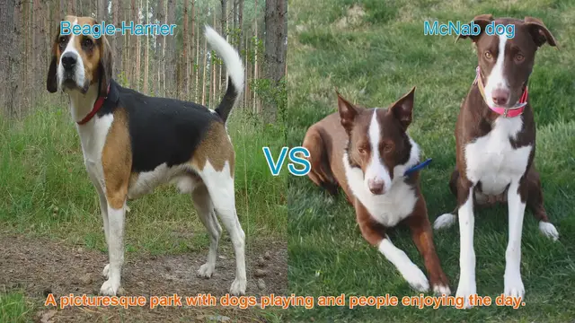 Video thumbnail for Beagle-Harrier vs. McNab Dog: A Breed Comparison