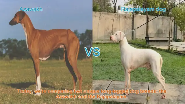 Video thumbnail for Azawakh vs. Rajapalayam: A Comparison of Two Long-Legged Dog Breeds