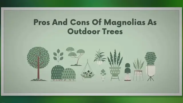 Video thumbnail for Unveiling the Ultimate Secrets of Magnolias: Are They the Perfect Outdoor Trees