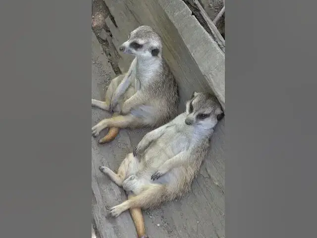 Video thumbnail for When the "Honeymoon" lasts only 5 seconds... 😭 Meerkats! #shorts