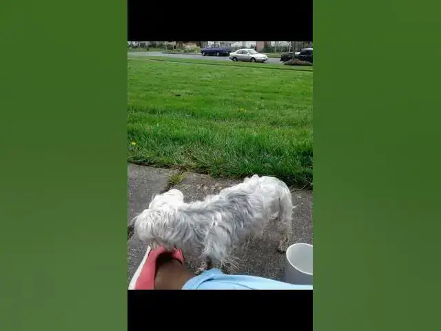 Video thumbnail for London Hinton my service animal