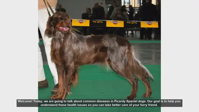 Video thumbnail for Common Health Issues in Picardy Spaniel Dogs: What You Need to Know