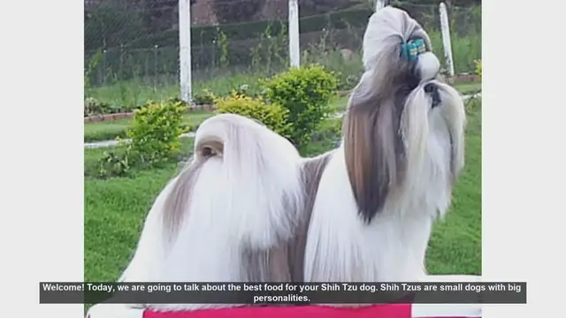 Video thumbnail for Best Food Choices for Your Shih Tzu: Tips for a Healthy Diet