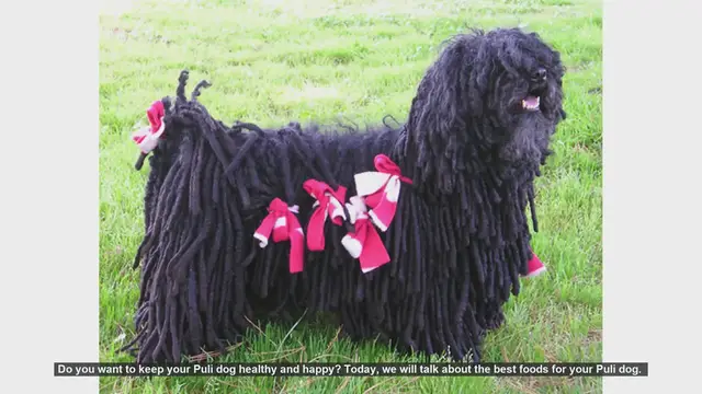 Video thumbnail for Top Foods to Keep Your Puli Dog Healthy and Happy