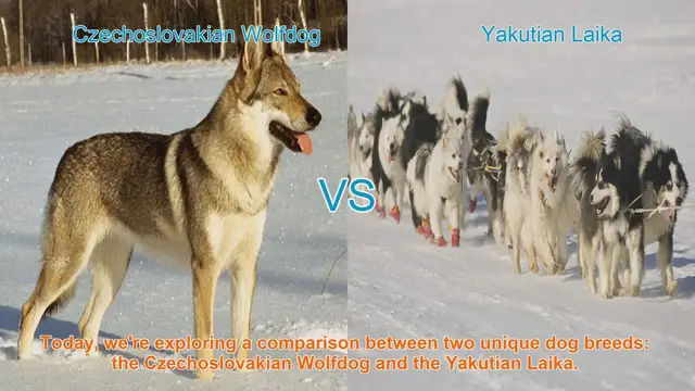 Video thumbnail for Czechoslovakian Wolfdog vs. Yakutian Laika: A Breed Comparison