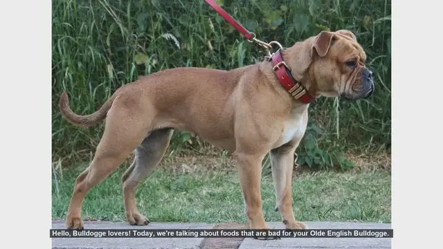 Video thumbnail for Foods to Avoid for Your Olde English Bulldogge: Keep Your Pup Safe!