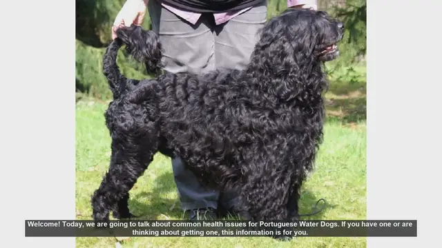 Video thumbnail for Common Health Issues in Portuguese Water Dogs: What You Need to Know