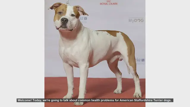Video thumbnail for Common Health Problems in American Staffordshire Terriers: Prevention and Care Tips
