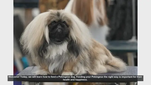Video thumbnail for How to Properly Feed Your Pekingese Dog