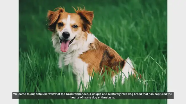 Video thumbnail for Kromfohrländer Dog Breed Review: Pros and Cons
