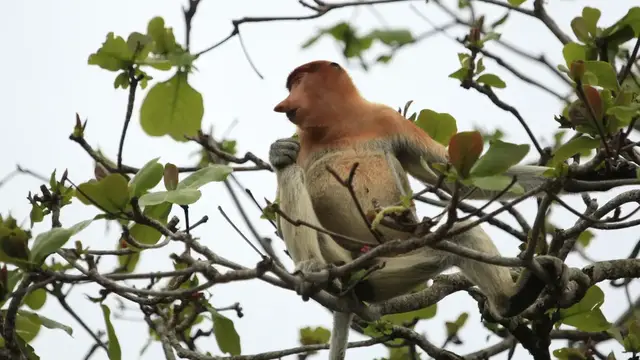 Video thumbnail for Nasenaffen im Bako Nationalpark | Borneo
