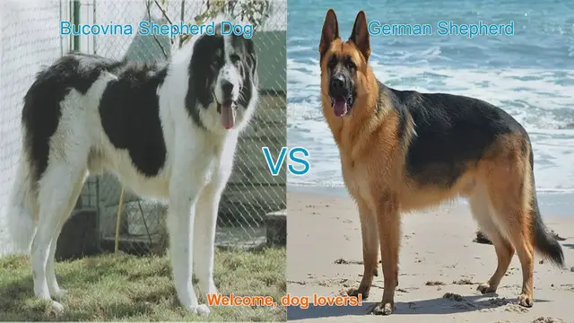 Video thumbnail for Bucovina Shepherd Dog vs. German Shepherd: A Comprehensive Comparison