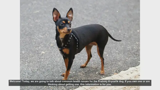 Video thumbnail for Common Health Issues in Pražský Krysařík Dogs: What You Need to Know