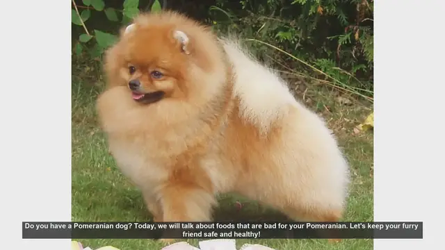 Video thumbnail for Foods to Avoid for Your Pomeranian: Keep Your Furry Friend Safe!