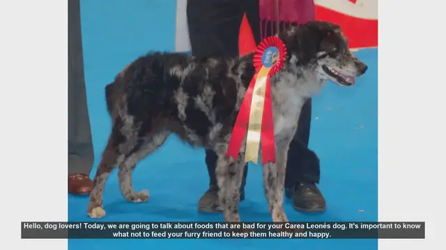 Video thumbnail for Dangerous Foods for Your Carea Leonés Dog: What to Avoid