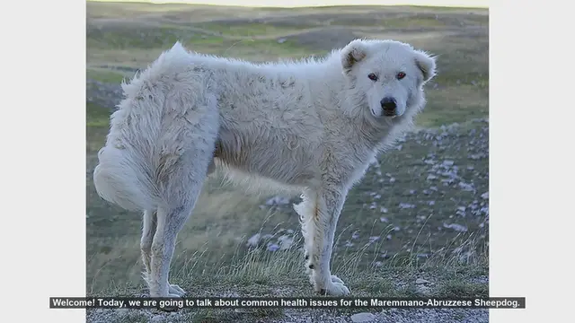 Video thumbnail for Common Health Issues in Maremmano-Abruzzese Sheepdogs: Prevention and Care Tips