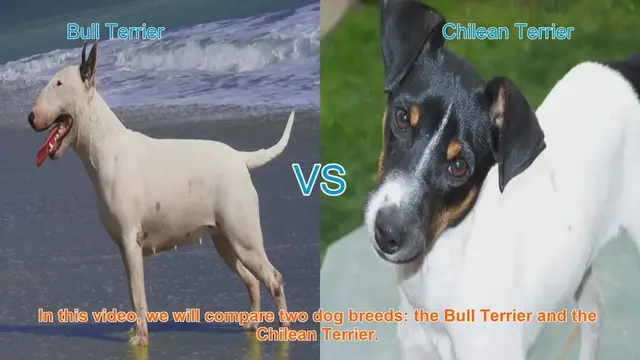 Video thumbnail for Bull Terrier vs. Chilean Terrier: A Comprehensive Comparison