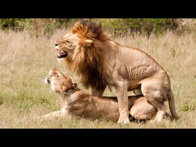Video thumbnail for Lions Mating 70 Times A Day! 😱