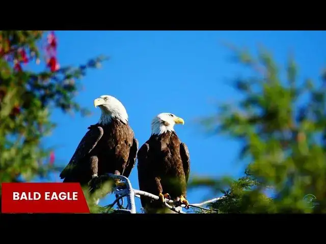 Video thumbnail for Discovering North Dakota's Golden Eagles
