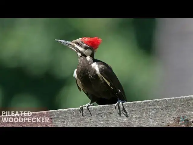Video thumbnail for Exploring Woodpeckers in North Carolina's Forests: A Birdwatcher's Guide