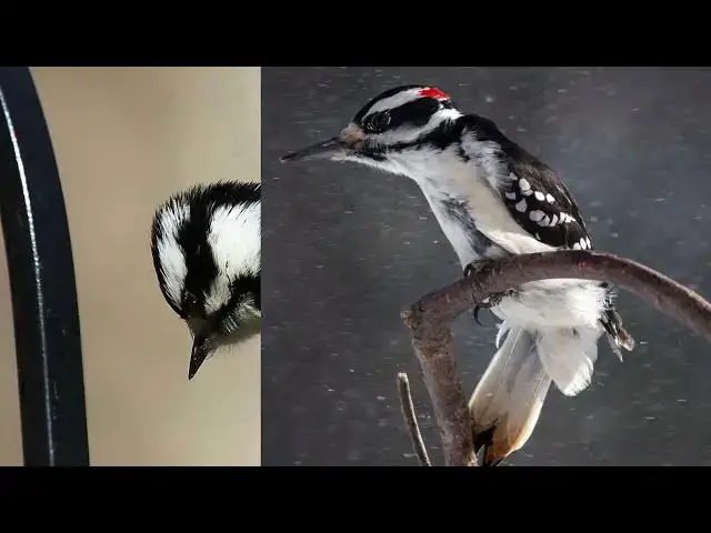 Video thumbnail for Exploring the Diversity of Woodpeckers in New Jersey