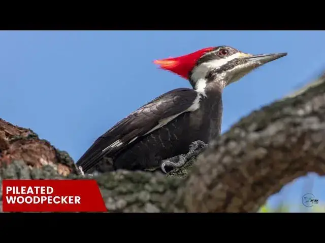 Video thumbnail for Woodpeckers in Vermont: Identifying Species and Their Habitat