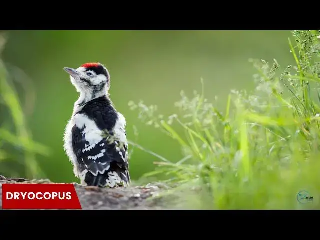 Video thumbnail for Birds of Ohio: Woodpeckers in Their Natural Habitat