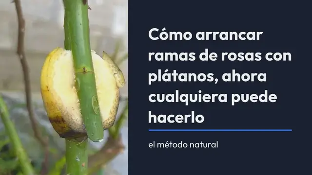 'Video thumbnail for Cómo arrancar ramas de rosas con plátanos, ahora cualquiera puede hacerlo – el método natural'