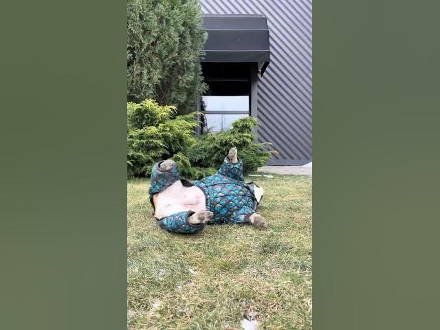 Video thumbnail for happiness is all I need   #frenchbulldog #puppy #USA