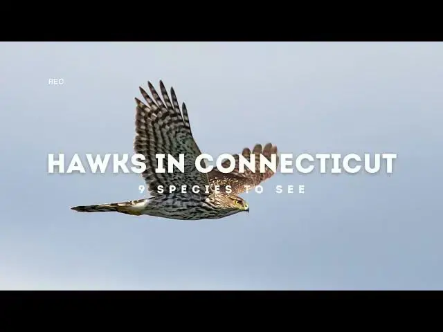 Video thumbnail for Hawks in Connecticut: Soaring Sentries of the Constitution State