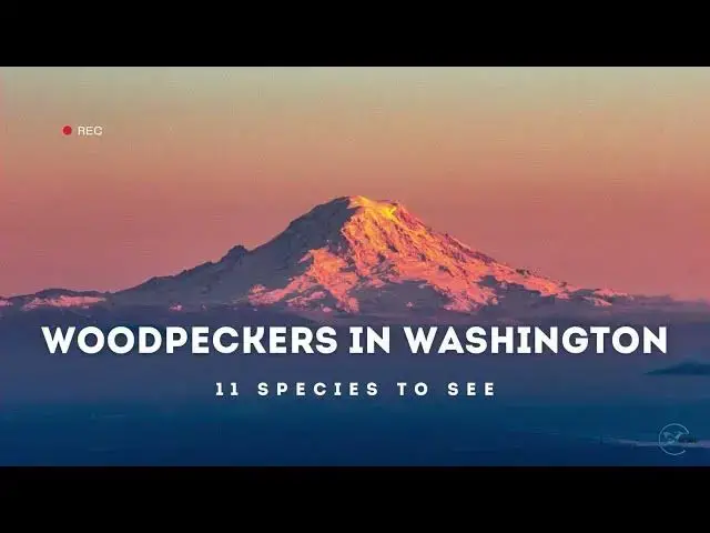 Video thumbnail for Meet the Woodpeckers of Washington: Species Guide and Fun Facts