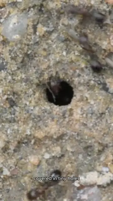 Video thumbnail for baghrir (2)