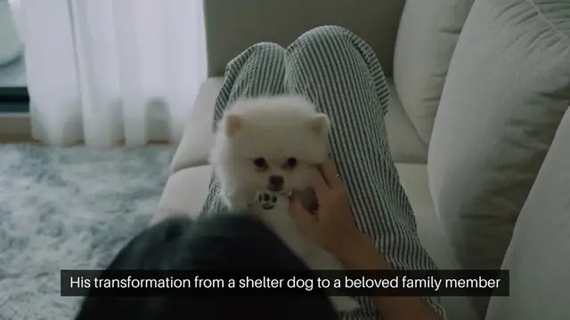 'Video thumbnail for Adopting a Rescue Dog A Lifetime of Love'