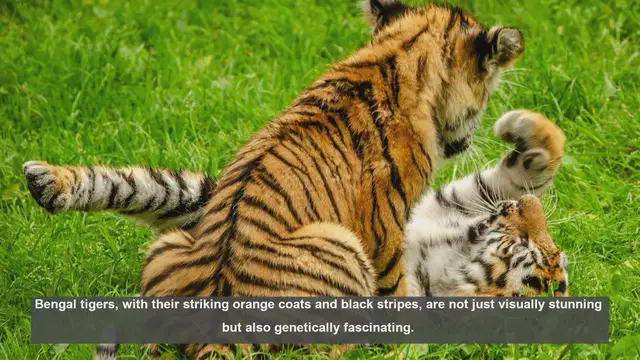 Video thumbnail for 10 Key Genetic Traits of Bengal Tigers