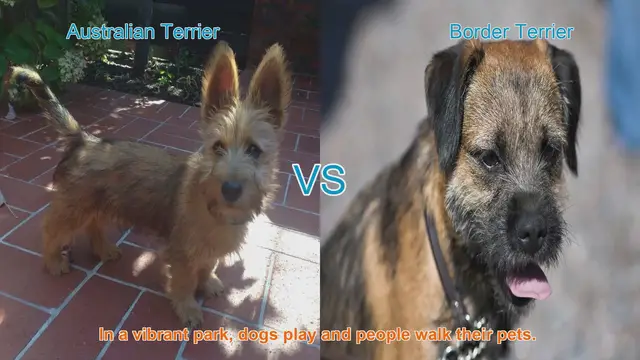 Video thumbnail for Australian Terrier vs. Border Terrier: A Breed Comparison