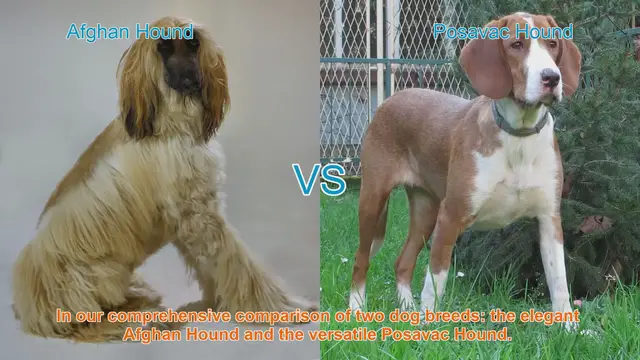 Video thumbnail for Comparing Afghan Hound and Posavac Hound: A Comprehensive Guide