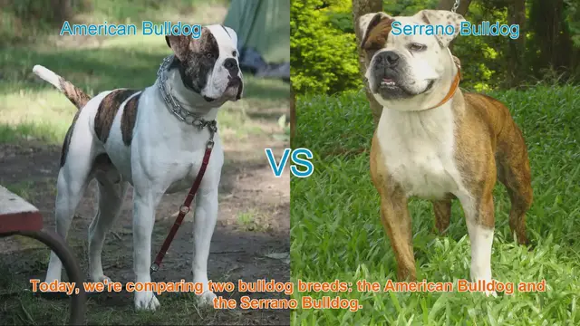 Video thumbnail for American Bulldog vs. Serrano Bulldog: A Comparison for Dog Lovers