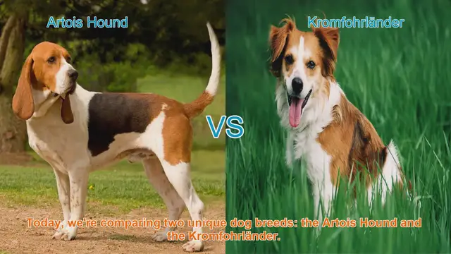 Video thumbnail for Artois Hound vs. Kromfohrländer: A Comprehensive Comparison